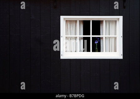 Fiore blu in pentola nella finestra bianca impostato in legno nero parete di casa Enkhuizen Paesi Bassi Foto Stock