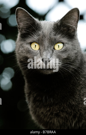 Nazionale chartreux gatto. Occhi gialli Foto Stock