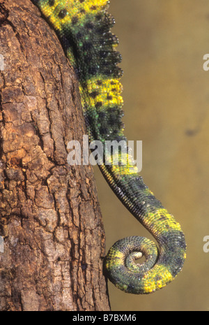 Meller (Camaleonte Chamaeleo melleri) Foto Stock