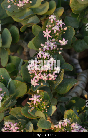 Silver Dollar impianto (Crassula arborescens subsp. undulatifolia) Foto Stock