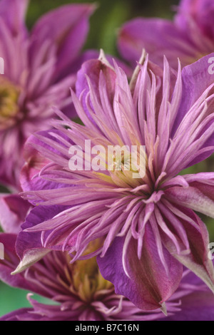 Clematis Fontana di cristallo = 'Evipo038' (uomo vecchio con la barba, Traveller's gioia, Vergine's Bower) Foto Stock