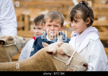 Masham pecore Fair North Yorkshire England Regno Unito Foto Stock