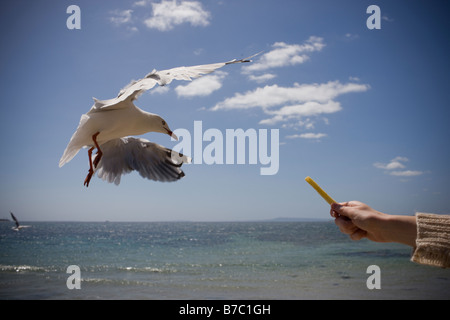 Un seagul prendendo il cibo fuori una mano alle persone. Foto Stock