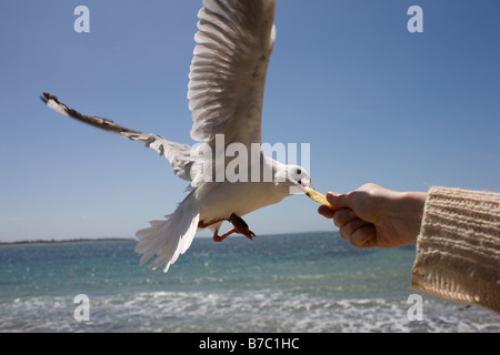 Un seagul prendendo il cibo fuori una mano alle persone. Foto Stock