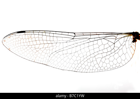 Una micro fotografia di stock di una libellula ala. Foto Stock