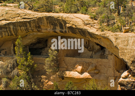 Stati Uniti Colorado Cortez Mesa Verde National Park balcone House alcova 12 secolo dei Pueblo ancestrali cliff dwellings Foto Stock