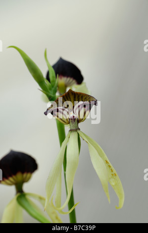 Encyclia cochleata cockleshell orchid con greenfly infestazione su petali close up dettaglio macro Foto Stock