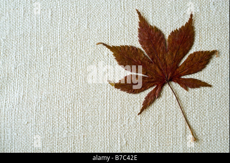 Asciugare la canapa foglie su un tessuto naturale sullo sfondo Foto Stock