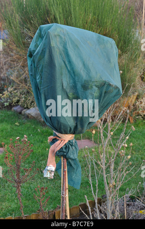 Rosa standard con protezione invernale Foto Stock