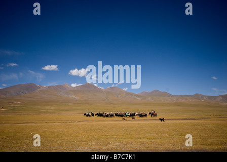 Nomads sul plateau tibetano. Spostando i loro beni e bestiame in una nuova posizione Foto Stock