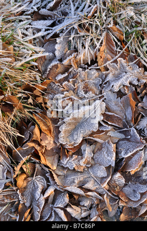 Foglie di quercia con trasformata per forte gradiente frost Foto Stock