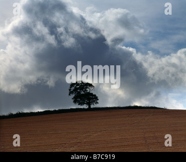 Un albero sulle colline di Brendon alla frazione di Beggearn Huish ai margini del Parco Nazionale di Exmoor. Somerset, Inghilterra. Foto Stock