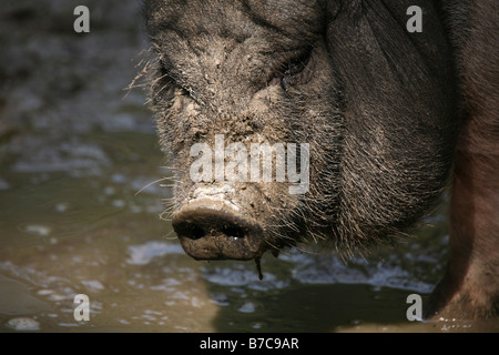 Appendere il maiale pancia Foto Stock