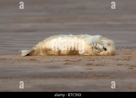 Guarnizione grigio pup tenendo è facile Foto Stock