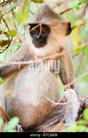 Una scimmia selvatici in Sri Lanka jungle Foto Stock