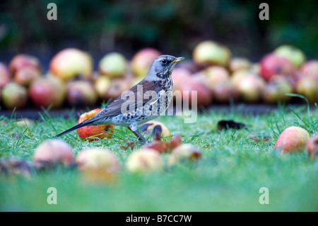 Allodole Cesene Beccacce (Turdus pilaris) nel giardino alimentare su apple Foto Stock