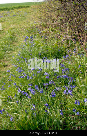 Bluebells in un campo sul bordo di legno Waresley Cambridgeshire Foto Stock