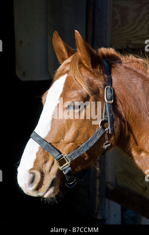 Arabian Horse Head Close-up Foto Stock