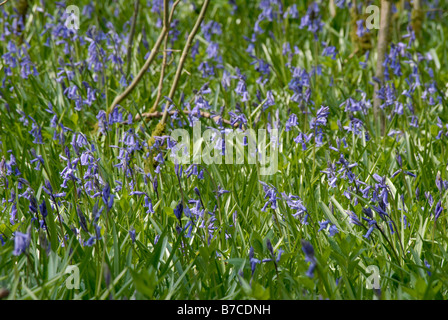Bluebells in legno Waresley Cambridgeshire Foto Stock