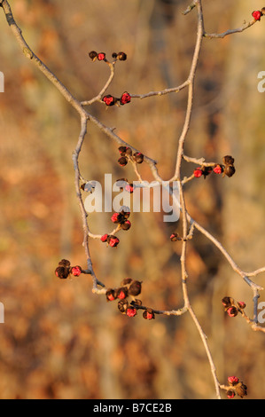 Il persiano ironwood (parrotia persica) Foto Stock