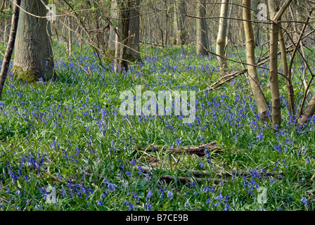 Bluebells in legno Waresley Cambridgeshire Foto Stock