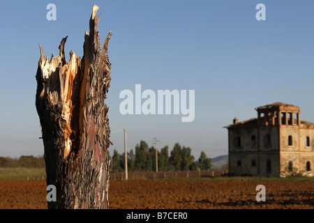 Pino danneggiato tronco di albero e vecchio rudere Maremma Toscana Italia Foto Stock