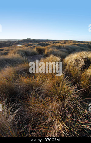 Dune di sabbia di habitat in inverno Foto Stock