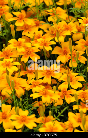 Tagetes Tenuifolia golden Gem signata pumila Signet francese ARANCIONE CAPUCINE fiore giallo fiore fiore pianta annuale Foto Stock