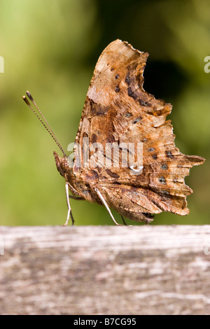 Virgola Polygonia c album butterfly in appoggio con ante chiuse sul banco di legno. Foto Stock
