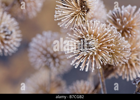 Arctium lappa brina sulla maggiore Seedheads Bardana Foto Stock