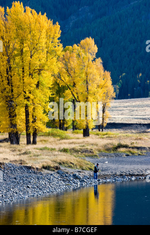 Pescatore a mosca sul fiume Lamar, il Parco Nazionale di Yellowstone, Wyoming USA Foto Stock