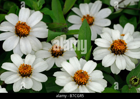 Zinnia hybrida white profusione varietà colore colore annuale di lettiera vegetale contenitore Foto Stock