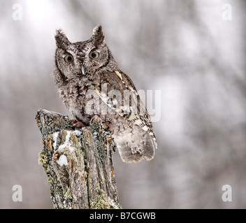 Grigio orientale graduale Civetta in inverno Foto Stock