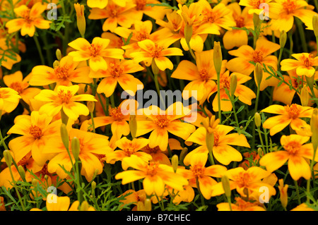 Tagetes Tenuifolia golden Gem signata pumila Signet francese ARANCIONE CAPUCINE fiore giallo fiore fiore pianta annuale Foto Stock