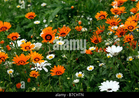 Mix di fiori selvaggi Bohemian Rhapsody bianco arancione viola flower blossom massa bloom tappeto di fiori Foto Stock