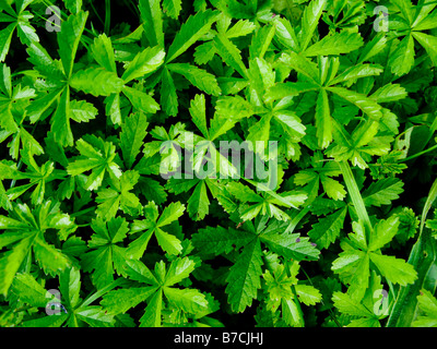 Le foglie di creeping Cinquefoil Foto Stock