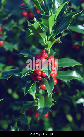 Holly, Sankey Valley Park, Warrington, Inghilterra, Autunno 2008 Foto Stock