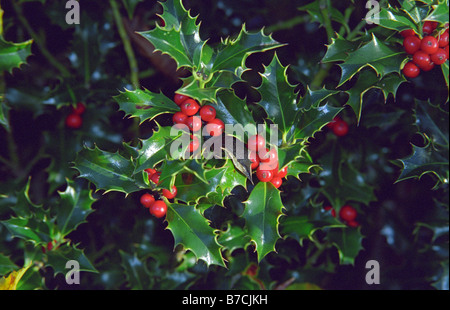 Holly, Sankey Valley Park, Warrington, Inghilterra, Autunno 2008 Foto Stock