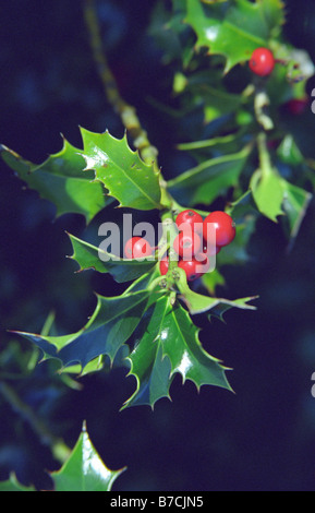 Holly, Sankey Valley Park, Warrington, Inghilterra, Autunno 2008 Foto Stock