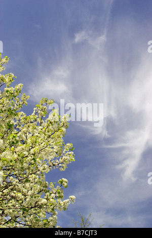 Pear Tree in Bloom contro un cielo blu Foto Stock