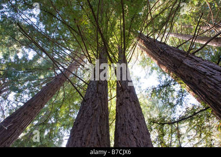 Alberi di sequoia vicino al Big Sur Lodge, Julia Pfeiffer Burns State Park, Big Sur Costa, CALIFORNIA, STATI UNITI D'AMERICA Foto Stock