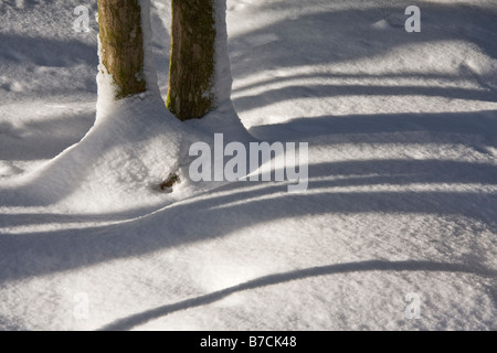 Le ombre nei boschi - Halifax, Nova Scotia, Canada Foto Stock