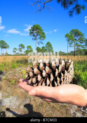 Mano che tiene una slash pine cone in Florida pine flatwoods Foto Stock