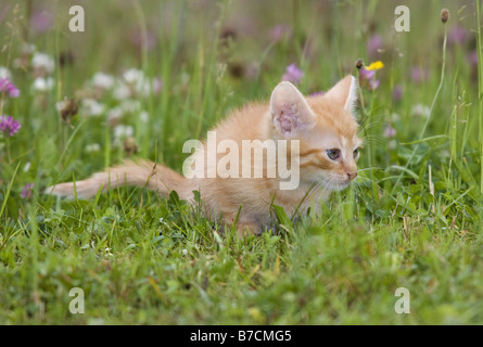 Il gatto domestico, il gatto di casa (Felis silvestris f. catus), Kitty sul prato Foto Stock