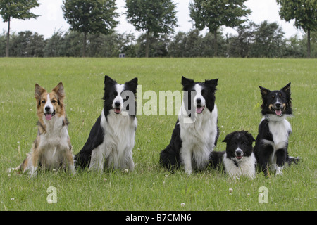 Border Collie (Canis lupus f. familiaris), 4 cani adulti e un cucciolo su un prato Foto Stock