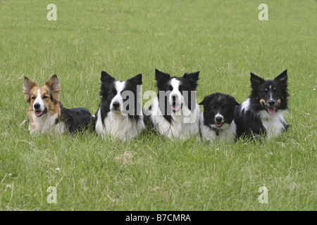 Border Collie (Canis lupus f. familiaris), 4 cani adulti e un cucciolo su un prato Foto Stock