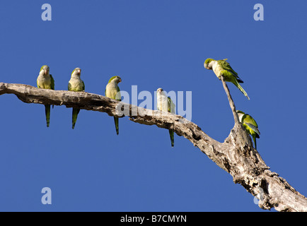 Monaco parrocchetto (Myiopsitta monachus), sei individui su albero morto, Brasile, Pantanal Foto Stock