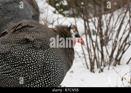 La faraona è visto presso il Central Park Zoo per bambini in un giorno di neve in New York Foto Stock