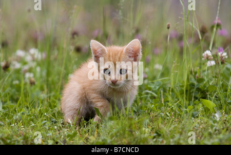 Il gatto domestico, il gatto di casa (Felis silvestris f. catus), Kitty sul prato Foto Stock