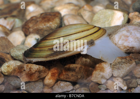 common pond mussel (Anodonta anodonta), kreeping over pebbles, Germany, Bavaria, Isental Foto Stock